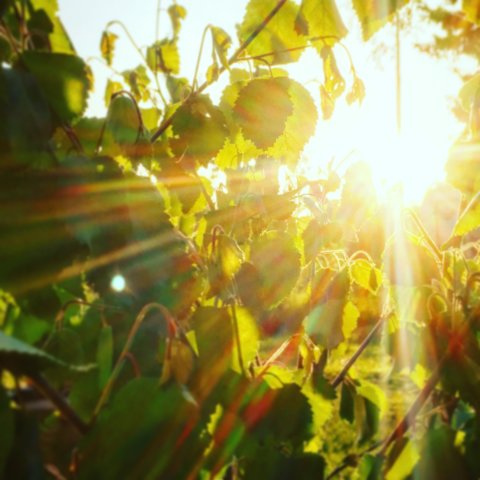 olopic koivujaaurinko scaled